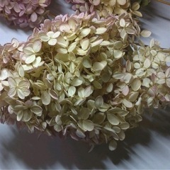 紫陽花　ドライフラワー　ピンクの画像