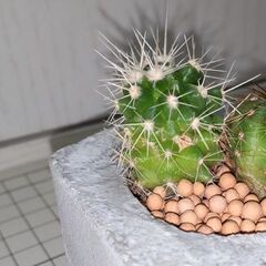 320円☆自作セメント鉢⑤_サボテンの画像