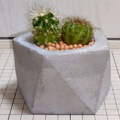 320円☆自作セメント鉢⑤_サボテン