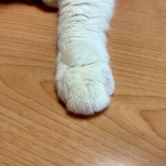 【受付終了】ぬこにやられた方限定　iPhone/iPadのケーブル(Lightning)あげます【完売御礼】の画像