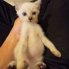 一番かわいい時期のシャム（？）ちゃん（名前：ソダシ（仮））