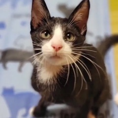 悪環境…多頭飼育崩壊宅から保護した男の子