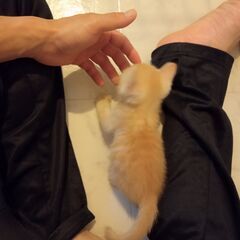一番かわいい時期の茶トラくん（名前：タイキシャトル（仮）） - 猫