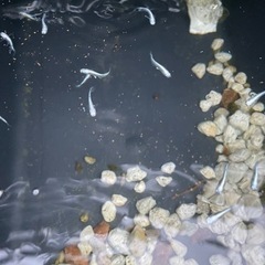 メダカ販売入荷情報の画像