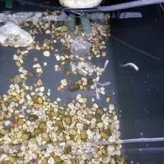 メダカ販売入荷情報の画像