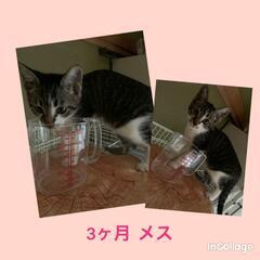 里親様大募集です