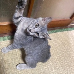 子猫の里親募集　