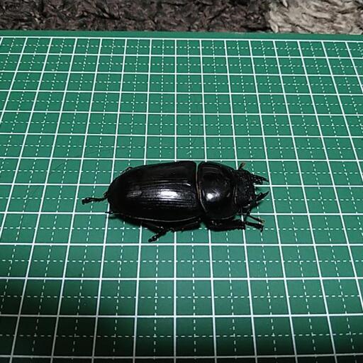 オオクワガタ　メス　48ミリ