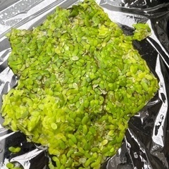 増量　めだか　水草　アオウキクサ　10g