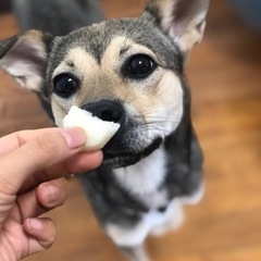 中型犬女の子