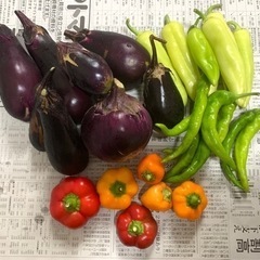 本日限定!!無農薬朝採れ野菜セット600円!!