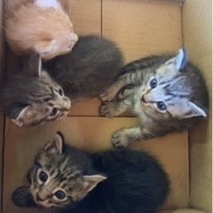 近所の農家の倉庫で生まれてしまった猫を保護しています
