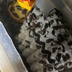 デュビア 爬虫類 トカゲ ゴキブリ 活き餌
