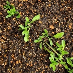 【期間限定！】植物 花 カット苗 グランドカバーの画像