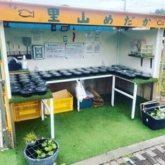 里山めだか無人販売所　ミジンコとエビとメダカ　8月25日open