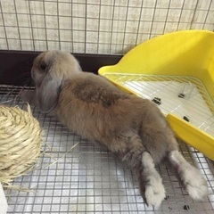 ホーランドロップ(6歳3ヶ月)血統書付き