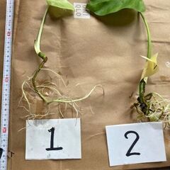 引越の為に整理してます【３／単体モンステラ】お部屋のインテリアと...