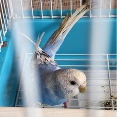セキセイインコお譲りします