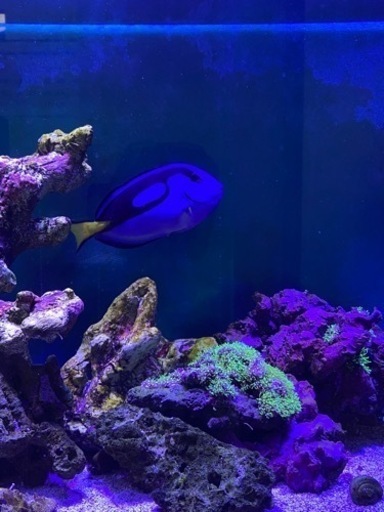 ナンヨウハギとスターポリプ