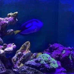 ナンヨウハギとスターポリプ