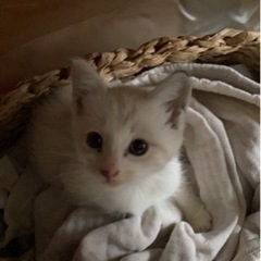 【里親決定しました】1ヶ月半の女の子です。