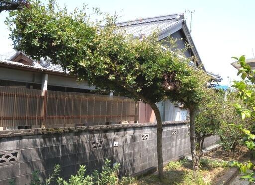 観音寺市 横長の木 門かぶり 横長 大きい ウバメガシ？ 和風庭園 造園 玄関に 2本セット（1本は半端物) 自然の日よけに