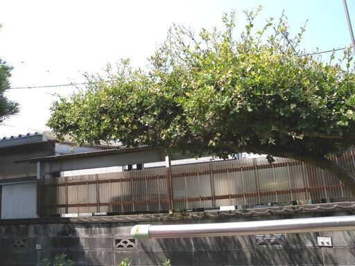 観音寺市 横長の木 門かぶり 横長 大きい ウバメガシ？ 和風庭園 造園 玄関に 2本セット（1本は半端物) 自然の日よけに