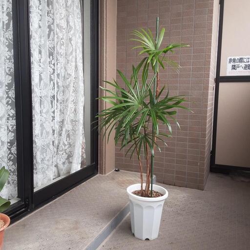観葉植物　観音竹