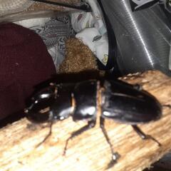 クワガタ