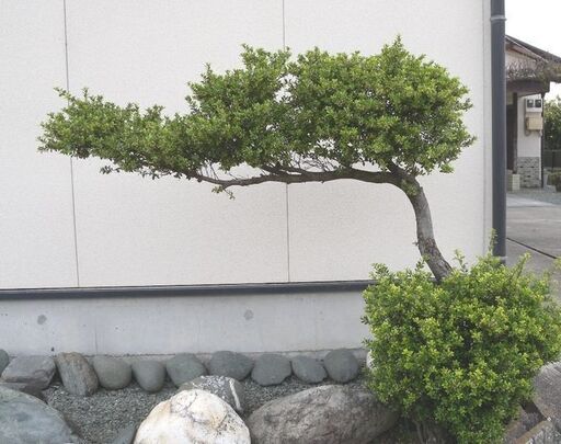 観音寺市 植木 庭木 自然の形 横長の木 盆栽風 門かぶり風 キンメツゲ？ 高さ１．２ｍ