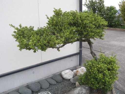 観音寺市 植木 庭木 自然の形 横長の木 盆栽風 門かぶり風 キンメツゲ？ 高さ１．２ｍ