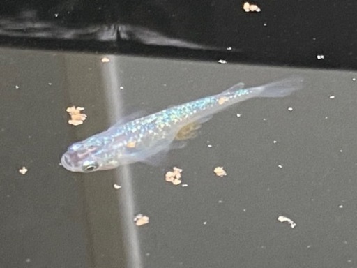 めだか稚魚10匹　ブルースターダスト