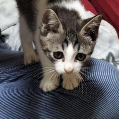 ◆届出済◆飼い主不在確認済み！