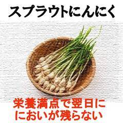 【送料無料】スプラウトにんにく　500ｇ　クール便配送
