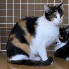 とても綺麗な模様の三毛猫ちゃん　ウブ