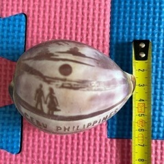 貝殻　セブ島お土産の画像