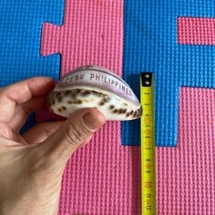 貝殻　セブ島お土産の画像