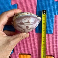 貝殻　セブ島お土産の画像