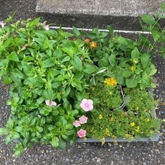 花苗(トレニア、日々草、ダールベルグデージー、ランタナなど)差し...