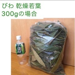 無農薬 びわ ビワ 枇杷 葉 300g ★ うさぎ チンチラ 餌 おやつの画像