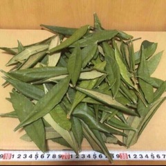無農薬 びわ ビワ 枇杷 葉 300g ★ うさぎ チンチラ 餌 おやつの画像