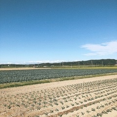 ブロッコリー収穫　11月頃迄