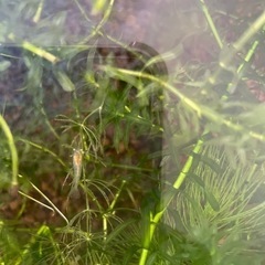 ミナミヌマエビ　5匹セット