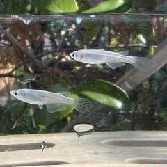 【めだか】幹之(みゆき)メダカヒレ長 2匹 現物個体