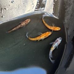 【めだか】三色メダカ 4匹 現物個体