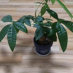 観葉植物