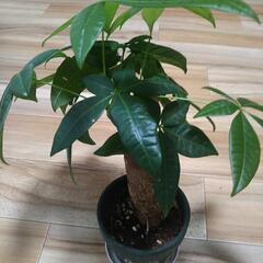 観葉植物2