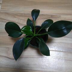 観葉植物3