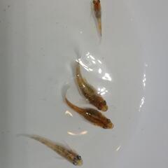 紅灯メダカ   べにあかりめだか　有精卵20個500円
