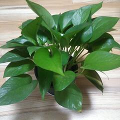 観葉植物4